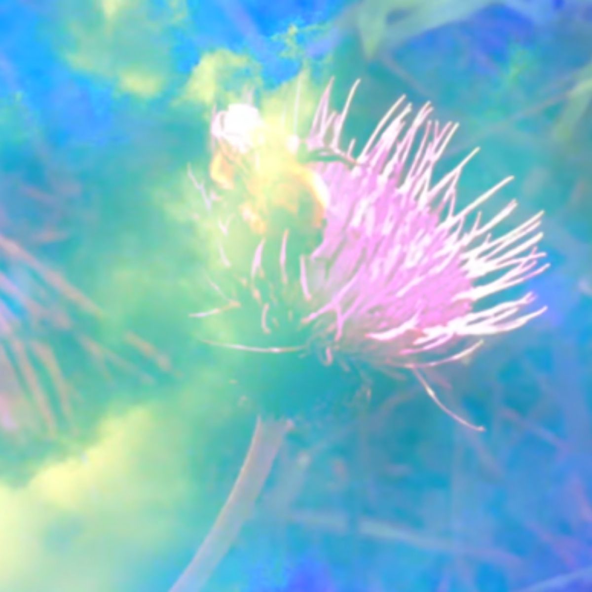 Fiore