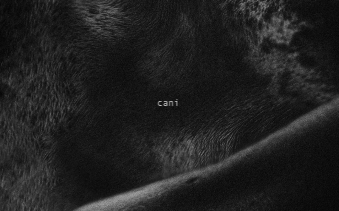 “Cani” di eroCaddeo: una ballata sul silenzio dei legami umani