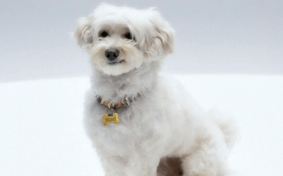 Levante, fuori “MAIMAI” il nuovo singolo è un atto di self-care