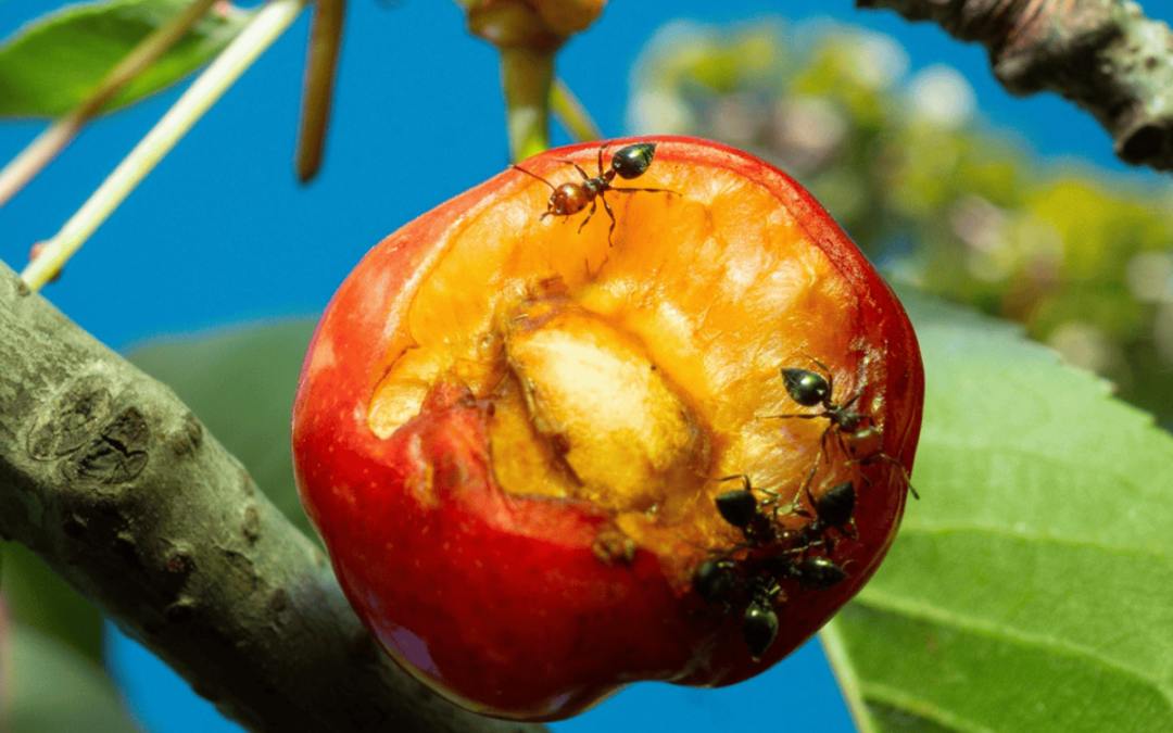 Ritratti rappresenta le nostre paranoie, il singolo di Mecna