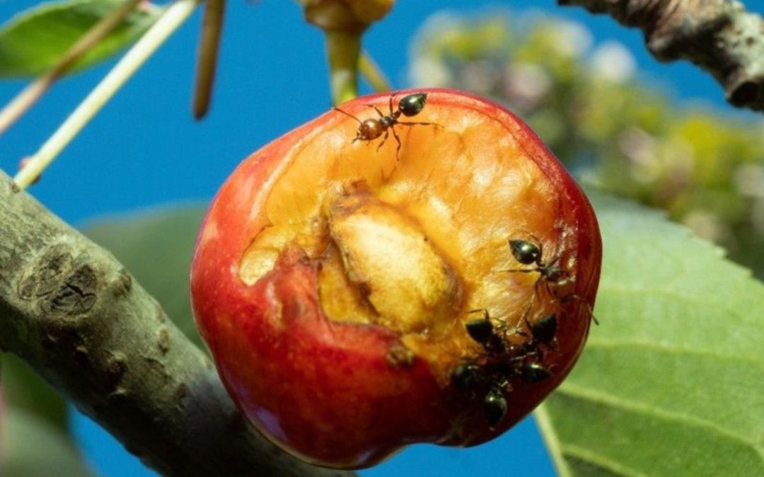 “DISCORDIA, ARMONIA E ALTRI STATI D’ANIMO”: l’introspezione di Mecna