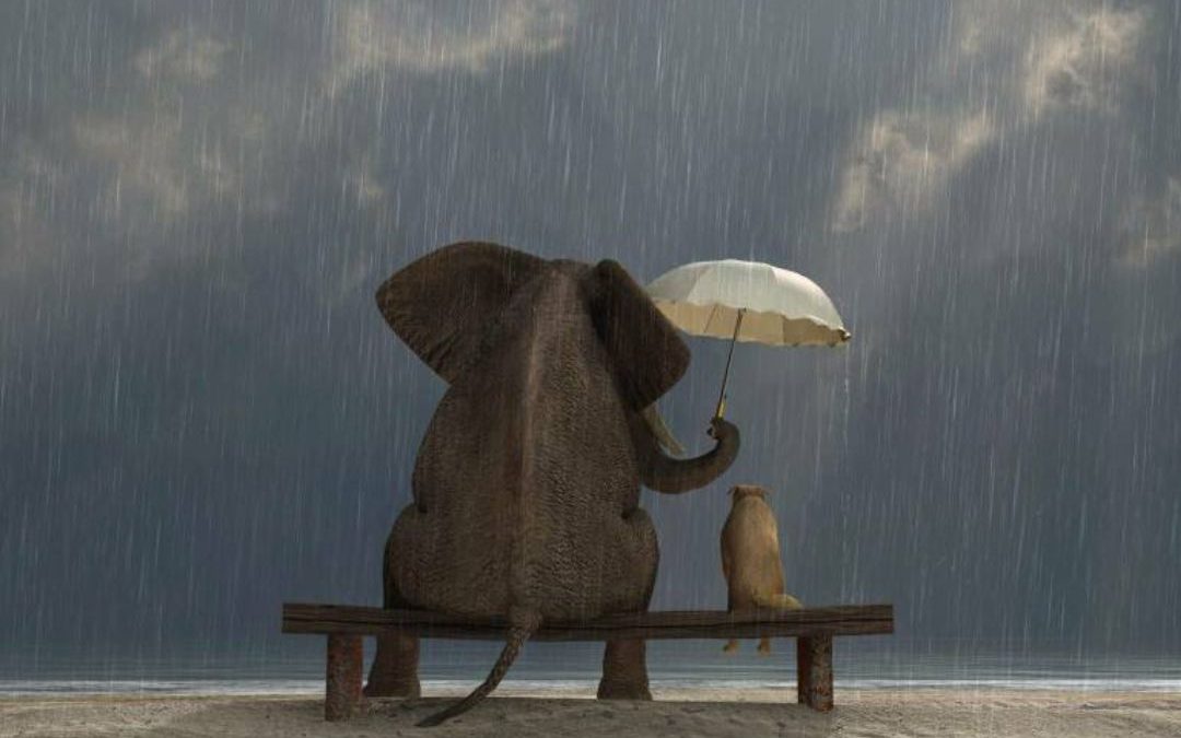 Quando la musica può insegnarci la gentilezza